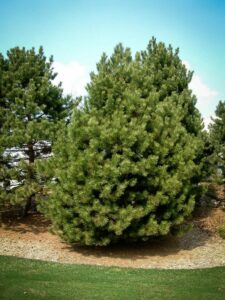 Сосна Чёрная (Pinus Nigra) купить по цене от 270.00р. в интернет-магазине «Посадика» с доставкой почтой в в Заринске и по всей России – [изображение №1].