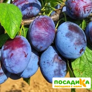 Слива Чачакская ранняя купить по цене от 229.00р. в интернет-магазине «Посадика» с доставкой почтой в в Заринске и по всей России – [изображение №1].