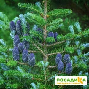 Пихта корейская (Abies koreana) купить по цене от 450.00р. в интернет-магазине «Посадика» с доставкой почтой в в Заринске и по всей России – [изображение №1].