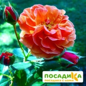 Роза Арабия купить по цене от 350.00р. в интернет-магазине «Посадика» с доставкой почтой в в Заринске и по всей России – [изображение №1].