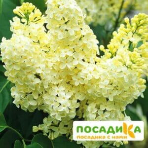 Сирень Примроуз (Primrose) купить по цене от 529.00р. в интернет-магазине «Посадика» с доставкой почтой в в Заринске и по всей России – [изображение №1].