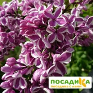 Сирень Сенсация купить по цене от 529.00р. в интернет-магазине «Посадика» с доставкой почтой в в Заринске и по всей России – [изображение №1].