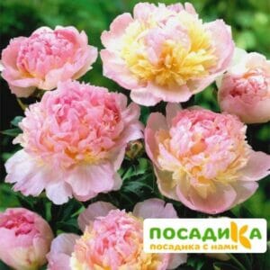 Пион Распберри Сандей (Paeonia Raspberry Sundae) купить по цене от 959р. в интернет-магазине «Посадика» с доставкой почтой в в Заринске и по всей России – [изображение №1].