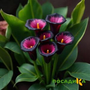 Калла Аура Лейс купить по цене от 400р. в интернет-магазине «Посадика» с доставкой почтой в в Заринске и по всей России – [изображение №1].