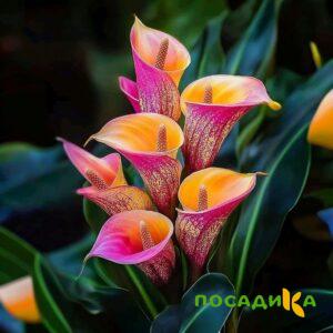 Калла Оникс купить по цене от 450р. в интернет-магазине «Посадика» с доставкой почтой в в Заринске и по всей России – [изображение №1].