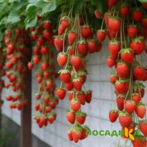 Клубника вьющаяся Комплимент купить по цене от 470р. в интернет-магазине «Посадика» с доставкой почтой в в Заринске и по всей России – [изображение №1].