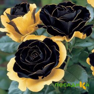 Роза Ханни Сикл купить по цене от 700р. в интернет-магазине «Посадика» с доставкой почтой в в Заринске и по всей России – [изображение №1].