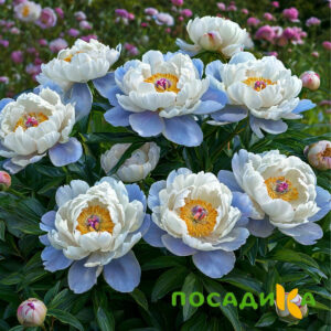 Пион акварельный Этюд купить по цене от 806р. в интернет-магазине «Посадика» с доставкой почтой в в Заринске и по всей России – [изображение №1].