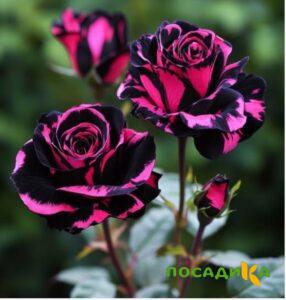 Роза Багровый Шепот купить по цене от 366р. в интернет-магазине «Посадика» с доставкой почтой в в Заринске и по всей России – [изображение №1].