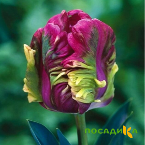 Тюльпан Экзотик Хэвен купить по цене от 186р. в интернет-магазине «Посадика» с доставкой почтой в в Заринске и по всей России – [изображение №1].