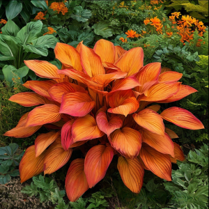 Хоста Солнечный Нектар купить по цене от 605р. в интернет-магазине «Посадика» с доставкой почтой в в Заринске и по всей России – [изображение №1].