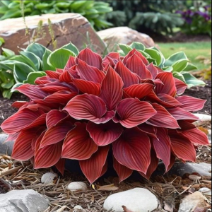 Хоста Малыш Шедевр купить по цене от 421р. в интернет-магазине «Посадика» с доставкой почтой в в Заринске и по всей России – [изображение №1].