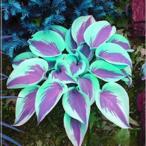 Хоста Висперин Бьюти купить по цене от 379р. в интернет-магазине «Посадика» с доставкой почтой в в Заринске и по всей России – [изображение №1].