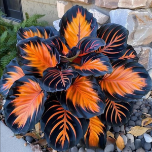 Хоста Сикрет Форест купить по цене от 601р. в интернет-магазине «Посадика» с доставкой почтой в в Заринске и по всей России – [изображение №1].