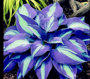 Хоста Аурелия купить по цене от 450р. в интернет-магазине «Посадика» с доставкой почтой в в Заринске и по всей России – [изображение №1].